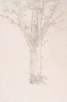 Odilon Redon, Tree, 1892. Lithograph in black on China paper on wove paper, 40.4 × 32.1 cm. Museum of Modern Art, New York, Gift of Abby Aldrich Rockefeller