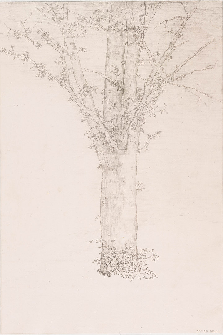 Odilon Redon, Tree, 1892. Lithograph in black on China paper on wove paper, 40.4 × 32.1 cm. Museum of Modern Art, New York, Gift of Abby Aldrich Rockefeller